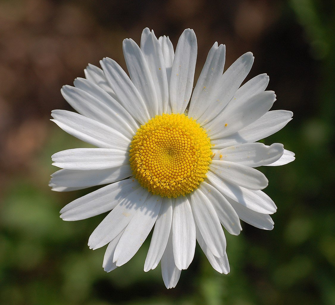 Flower | Best Ayurveda Health Care Center In Wayanad